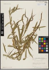 Foto von Salix acmophylla Boiss.